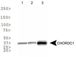 Invitrogen CHORDC1 Polyclonal Antibody 100 &mu;L; Unconjugated:Antibodies,