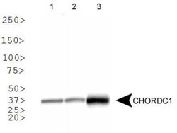 Invitrogen&trade;&nbsp;CHORDC1 Polyclonal Antibody
