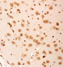 Invitrogen SERF2 Polyclonal Antibody 100 &mu;L; Unconjugated:Antibodies,