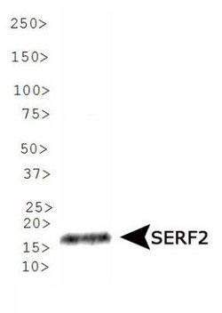 Invitrogen SERF2 Polyclonal Antibody 100 &mu;L; Unconjugated:Antibodies,