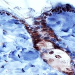 Invitrogen PIEZO1 Polyclonal Antibody 100 &mu;L; Unconjugated:Antibodies,