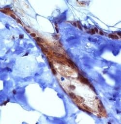 Invitrogen PIEZO1 Polyclonal Antibody 100 &mu;L; Unconjugated:Antibodies,