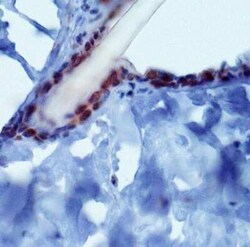 Invitrogen PIEZO2 Polyclonal Antibody 100 &mu;L | Buy Online | Invitrogen&trade; | Fisher Scientific