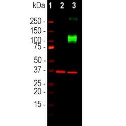 Invitrogen Adenylate Cyclase 3 Polyclonal Antibody 100 &mu;L; Unconjugated:Antibodies,