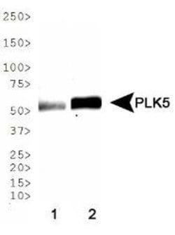 Invitrogen PLK5 Polyclonal Antibody 100 &mu;L; Unconjugated:Antibodies,