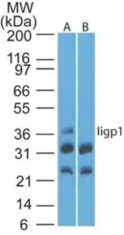 Invitrogen IIGP1 Polyclonal Antibody 100 &mu;g; Unconjugated:Antibodies,
