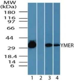 Invitrogen Ymer Polyclonal Antibody 100 &mu;g; Unconjugated:Antibodies,
