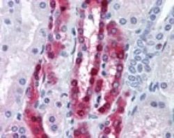 Invitrogen PPP1R1A Polyclonal Antibody 100 &mu;g; Unconjugated:Antibodies,