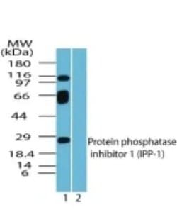 Invitrogen PPP1R1A Polyclonal Antibody 100 &mu;g; Unconjugated:Antibodies,