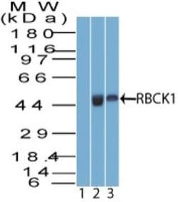 Invitrogen RBCK1 Polyclonal Antibody 100 &mu;g; Unconjugated:Antibodies,