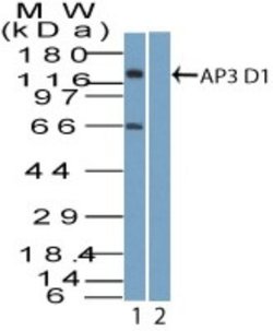 Invitrogen AP3D1 Polyclonal Antibody 100 &mu;g; Unconjugated:Antibodies,