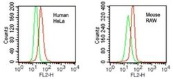 Invitrogen VPRBP Polyclonal Antibody 100 &mu;g; Unconjugated:Antibodies,