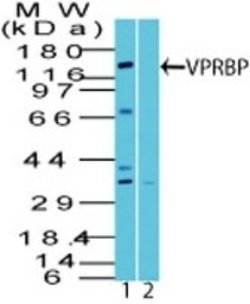 Invitrogen VPRBP Polyclonal Antibody 100 &mu;g; Unconjugated:Antibodies,