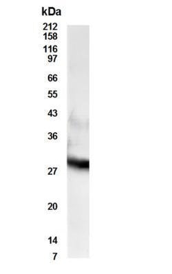 Invitrogen RDH11 Polyclonal Antibody 100 &mu;g; Unconjugated:Antibodies,