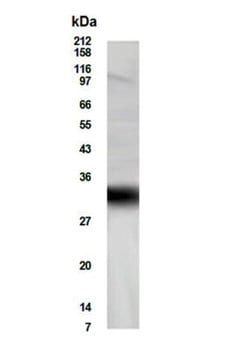 Invitrogen Unc18-2 Polyclonal Antibody 100 &mu;g; Unconjugated:Antibodies,