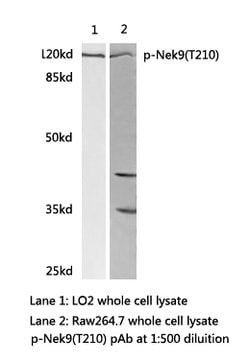 Invitrogen Phospho-NEK9 (Thr210) Polyclonal Antibody 100 &mu;L; Unconjugated:Antibodies,