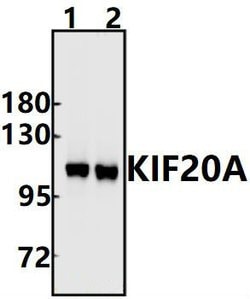 Invitrogen KIF20A Polyclonal Antibody 100 &mu;L; Unconjugated:Antibodies,