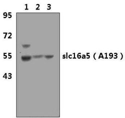 Invitrogen MCT5 Polyclonal Antibody 100 &mu;L; Unconjugated:Antibodies,