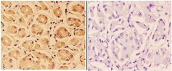 Invitrogen PTPRO Polyclonal Antibody 100 &mu;L; Unconjugated:Antibodies,