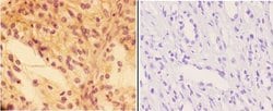 Invitrogen PTPRO Polyclonal Antibody 100 &mu;L; Unconjugated:Antibodies,