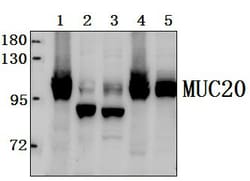 Invitrogen MUC20 Polyclonal Antibody 100 &mu;L; Unconjugated:Antibodies,