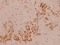 Invitrogen GANP Polyclonal Antibody 100 &mu;L; Unconjugated:Antibodies,