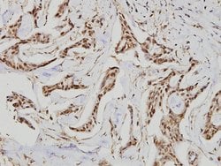 Invitrogen GUCY1B3 Polyclonal Antibody 100 &mu;L; Unconjugated:Antibodies,