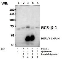 Invitrogen GUCY1B3 Polyclonal Antibody 100 &mu;L; Unconjugated:Antibodies,