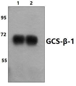 Invitrogen GUCY1B3 Polyclonal Antibody 100 &mu;L; Unconjugated:Antibodies,