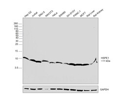 Invitrogen HSPE1 Polyclonal Antibody 100 &mu;L; Unconjugated:Antibodies,
