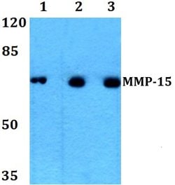 Invitrogen MMP15 Polyclonal Antibody 100 &mu;L; Unconjugated:Antibodies,