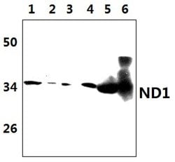 Invitrogen MT-ND1 Polyclonal Antibody 100 &mu;L; Unconjugated:Antibodies,