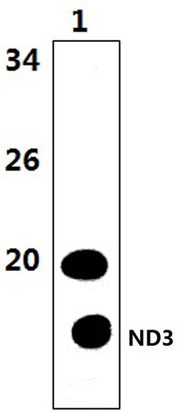 MT-ND3 Polyclonal Antibody 100 &mu;L | Buy Online | Invitrogen | Fisher Scientific