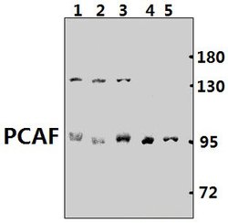 Invitrogen PCAF Polyclonal Antibody 100 &mu;L; Unconjugated:Antibodies,