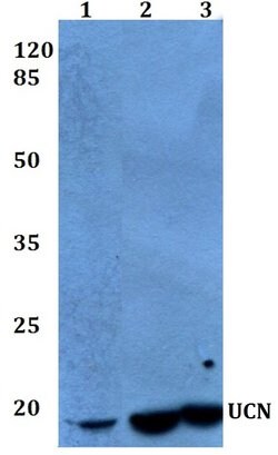 Invitrogen Urocortin Polyclonal Antibody 100 &mu;L; Unconjugated:Antibodies,