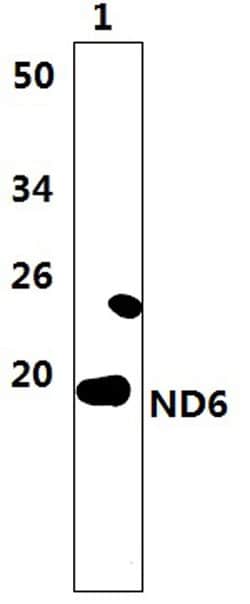 Invitrogen MT-ND6 Polyclonal Antibody 100 &mu;L; Unconjugated:Antibodies,