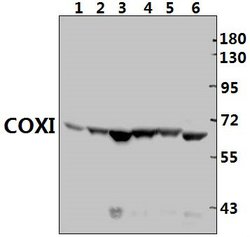 Invitrogen MTCO1 Polyclonal Antibody 100 &mu;L; Unconjugated:Antibodies,