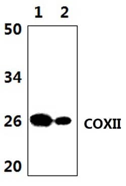 Invitrogen MTCO2 Polyclonal Antibody 100 &mu;L; Unconjugated:Antibodies,