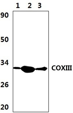 Invitrogen COX3 Polyclonal Antibody 100 &mu;L; Unconjugated:Antibodies,