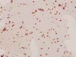 Invitrogen SAPAP1 Polyclonal Antibody 100 &mu;L; Unconjugated:Antibodies,