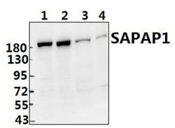 Invitrogen SAPAP1 Polyclonal Antibody 100 &mu;L; Unconjugated:Antibodies,