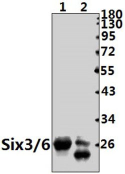 Invitrogen SIX3/SIX6 Polyclonal Antibody 100 &mu;L; Unconjugated:Antibodies,