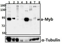 Invitrogen v-Myb Polyclonal Antibody 100 &mu;L; Unconjugated:Antibodies,
