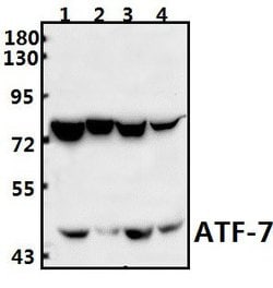 Invitrogen ATF7 Polyclonal Antibody 100 &mu;L | Buy Online | Invitrogen&trade; | Fisher Scientific
