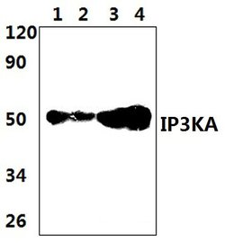 ITPKA Polyclonal Antibody, Invitrogen 100 &mu;L; Unconjugated:Antibodies,
