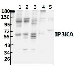 ITPKA Polyclonal Antibody, Invitrogen 100 &mu;L; Unconjugated:Antibodies,