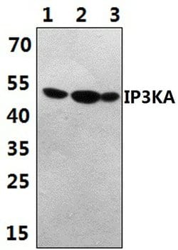 ITPKA Polyclonal Antibody, Invitrogen 100 &mu;L; Unconjugated:Antibodies,