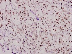 Invitrogen NFYB Polyclonal Antibody 100 &mu;L; Unconjugated:Antibodies,