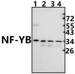 Invitrogen NFYB Polyclonal Antibody 100 &mu;L; Unconjugated:Antibodies,