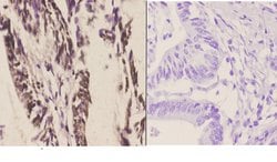 Invitrogen CSTF2 Polyclonal Antibody 100 &mu;L; Unconjugated:Antibodies,